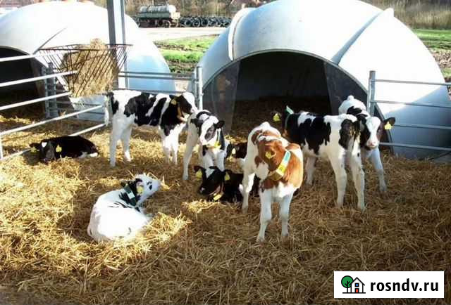 Телята бычки Прохладный - изображение 1