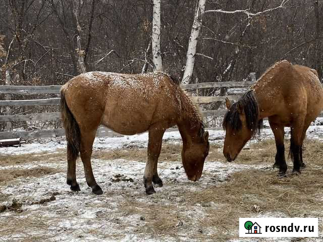 Жеребята Аскарово - изображение 1
