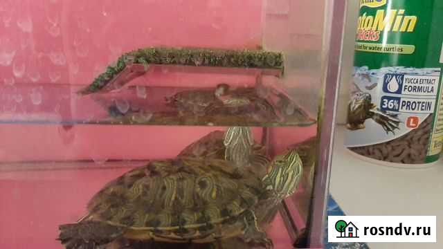 Красноухая черепаха бесплатно Ростов-на-Дону - изображение 1