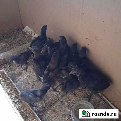 Куры Сочи - изображение 1