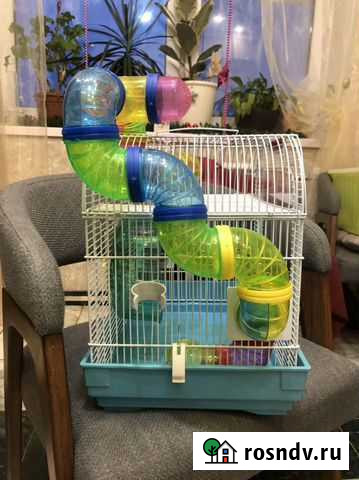 Клетка и хомяк сирийский Обнинск - изображение 1
