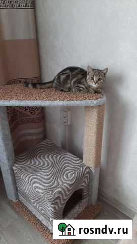 Домик для кошки Братск - изображение 1