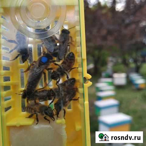 Пчеломатки, маточники, пчелопакеты Майкоп - изображение 1