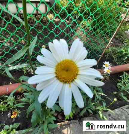 Кольцевик, 33 см Астрахань