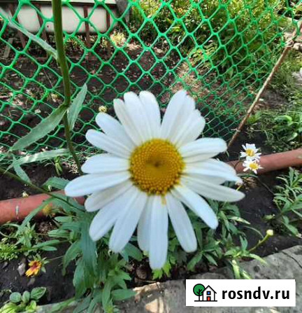 Кольцевик, 33 см Астрахань - изображение 1