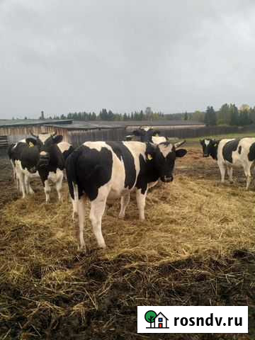 Продам фермерское хозяйство Тайшет - изображение 1