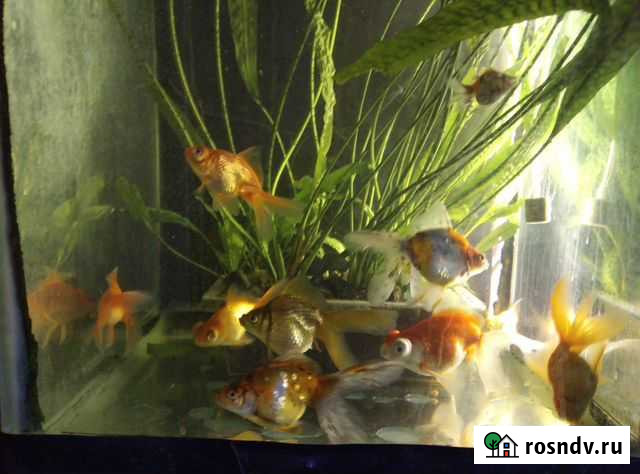 Рыбки собственного разведения,корма, заморозка Ишим - изображение 1