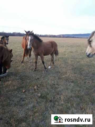 Лошади Архангельское - изображение 1