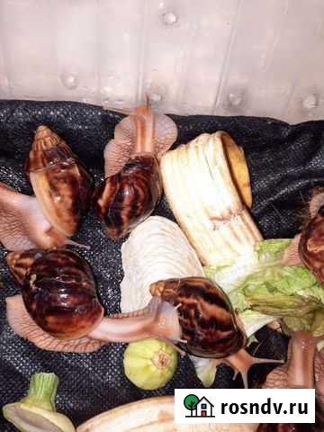 Улитка ахатина иммакулята Королев - изображение 1