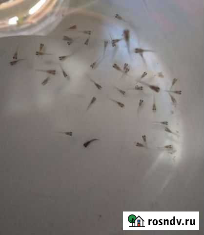 Рыбки Гуппи - рыбята Новошахтинск - изображение 1