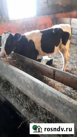 Телята Бычки Тёлочки 2-3 месяца Целинное - изображение 1