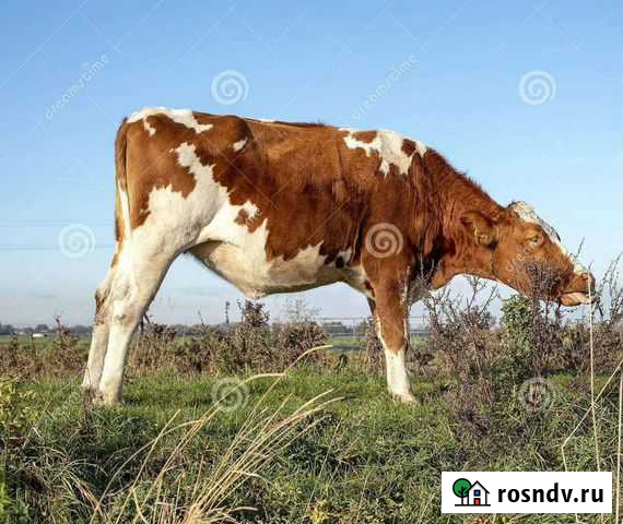 Корова Тулун - изображение 1