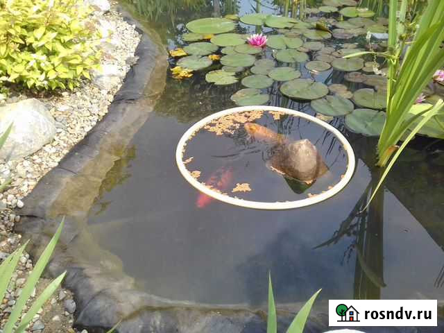 Карпы Кои Новомихайловский кп - изображение 1