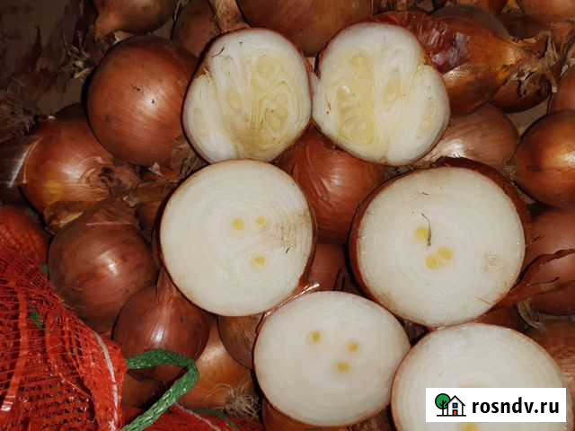 Лук на перо оптом сорт Каратал Городище - изображение 1