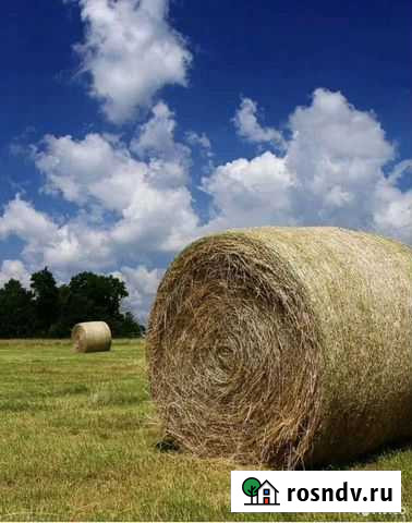 Сено в тюках, в мешках Осинники - изображение 1