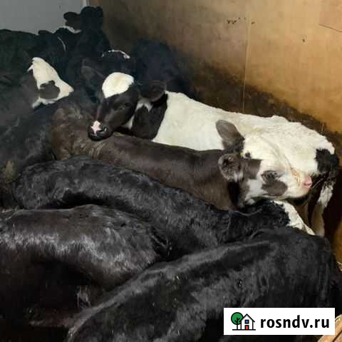 Телочки и бычки, большой выбор Фролово - изображение 1