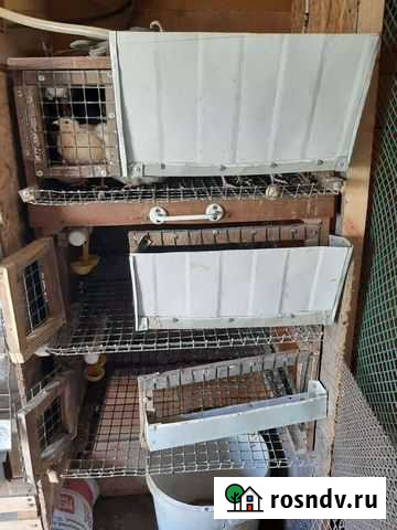 Клетки для перепелов бу Черногорск - изображение 1