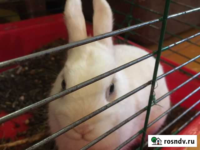 Продам декоративных кроликов Челябинск - изображение 1