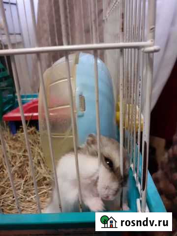 Джунгарский хомяк бесплатно Челябинск - изображение 1