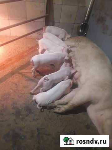 Продаются поросята Великий Новгород - изображение 1