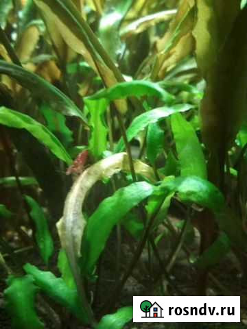 Аквариумные рыбки и растения Липецк - изображение 1