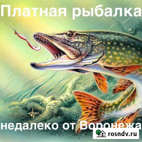 Платная рыбалка недалеко от Воронежа Перелешино - изображение 1