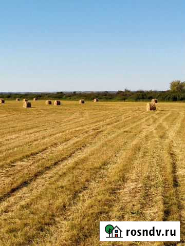 Сено в тюках Шелаболиха - изображение 1