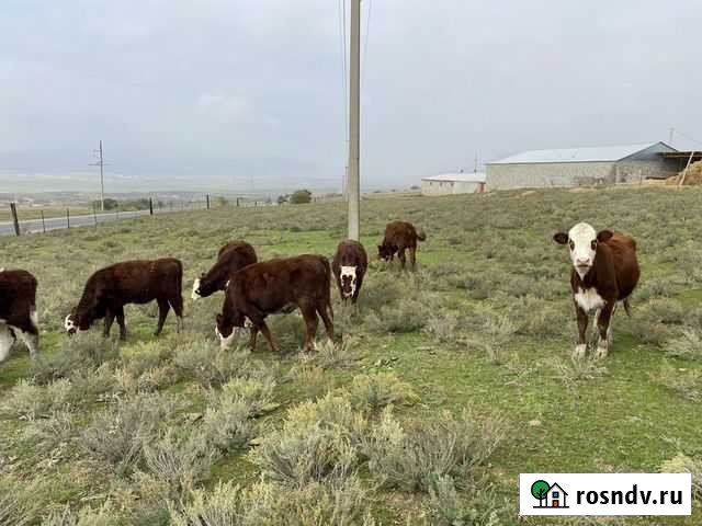 Телки Буйнакск - изображение 1