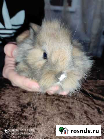 Декоративные карликовые кролики Сулак - изображение 1