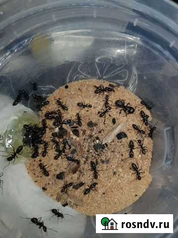 Муравьи: Vagus, Messor, Niger, Flavus, в наличии Воронеж - изображение 1