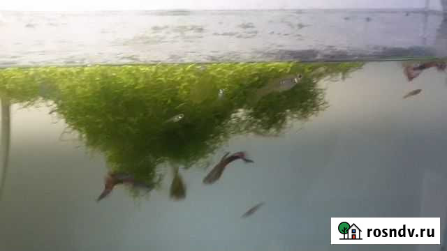 Аквариумные растения Красногорск - изображение 1