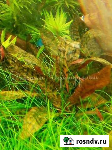 Криптокорина Нури в аквариум Набережные Челны - изображение 1