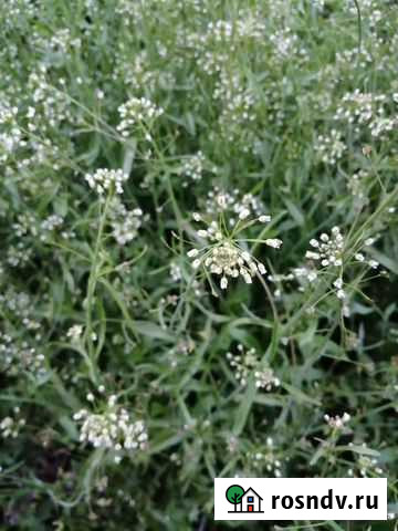 Пастушья сумка Железногорск - изображение 1