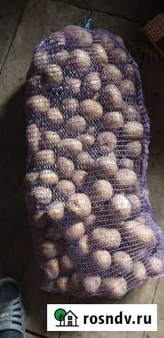 Картофель Бобровский - изображение 1