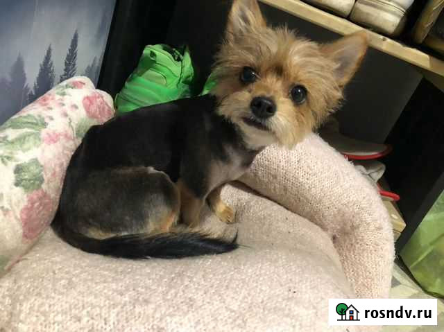 Груминг кошек и собак Челябинск - изображение 1