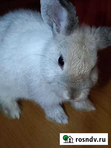 Животные Анжеро-Судженск - изображение 1