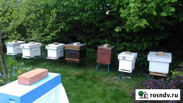 Пчёлы, пчеломатки 20г, пчелопакеты, ульи,инвентарь Москва - изображение 1