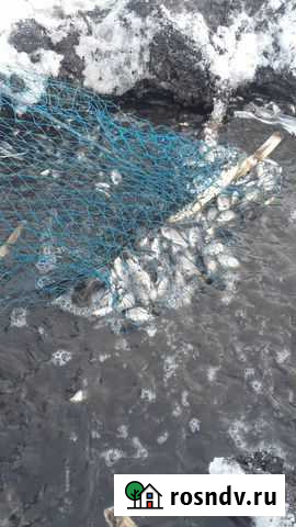 Продажа живца Тольятти - изображение 1