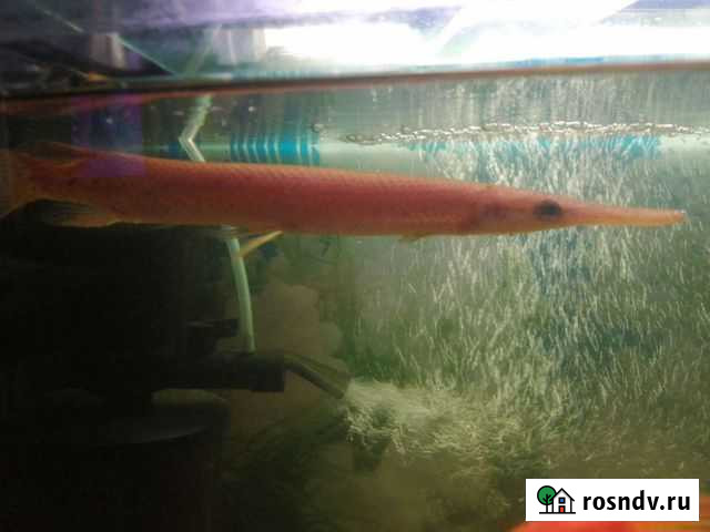 Щука панцирная аквариумная Великий Новгород - изображение 1