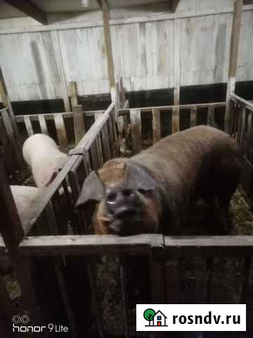 Хряк Бийск - изображение 1