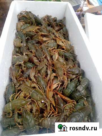 Свежие кубанские раки Пушкино - изображение 1