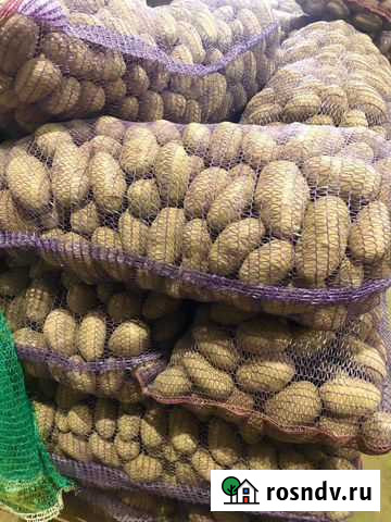 Картофель оптом сорт Лабадия Елкин - изображение 1