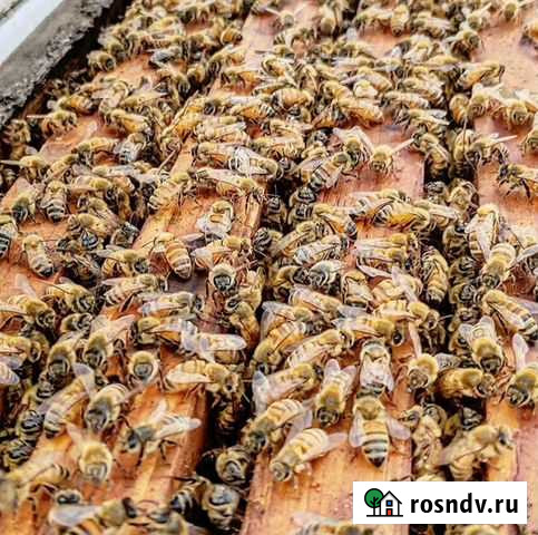 Пчелопакет Бакфаст Карника Ф1 2022 г Красные Четаи - изображение 1