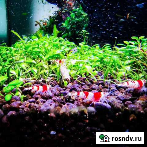 Креветка Кристалл Томск - изображение 1