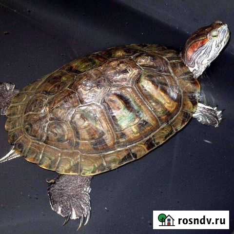 Красноухая черепаха с аквариумом Нижний Новгород - изображение 1