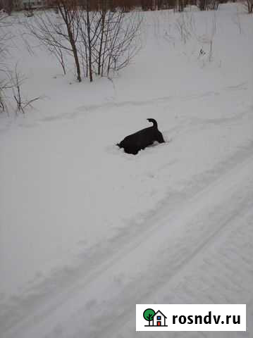 Вязка ягдтерьер Нижнекамск - изображение 1