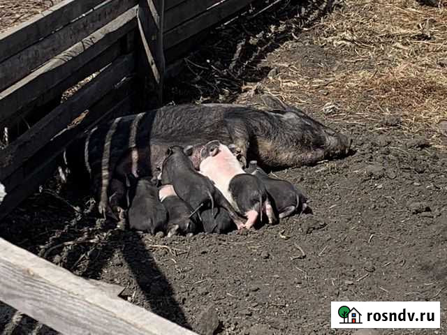 Вьетнамские вислобрюхие Иркутск - изображение 1