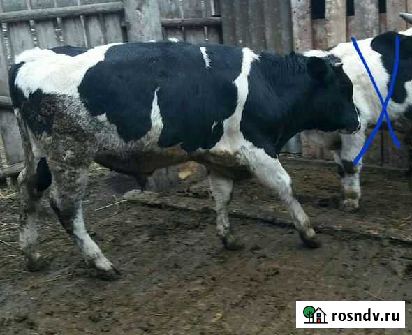 Бык Янаул - изображение 1