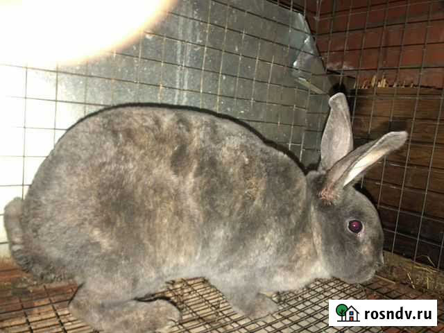 Кролики живьем и мясо Щёлково - изображение 1