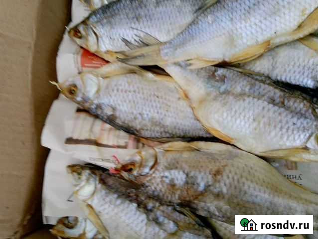 Лещь тарань вобла Новороссийск - изображение 1